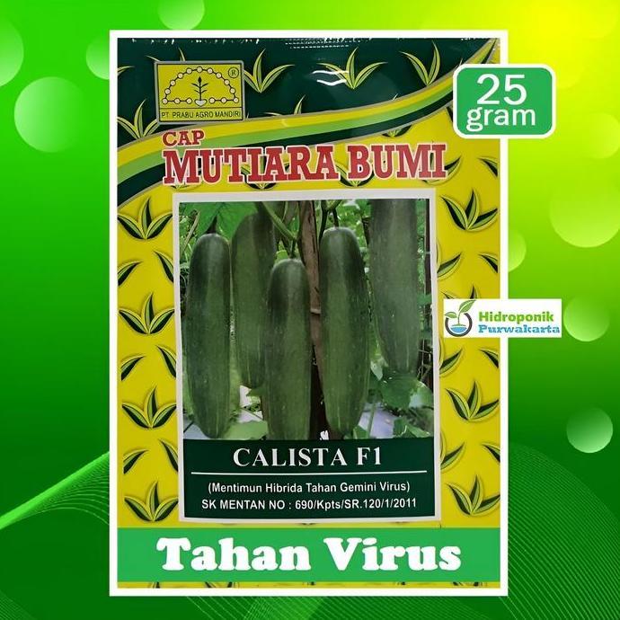 Ground- Benih Timun Mentimun Ketimun Calista F1 Cap Mutiara Bumi Buah Hijau Tua Isi 25 Gram