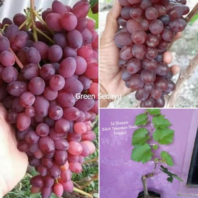 Bibit Pohon Buah Anggur Impor Jupiter Cepat Berbuah Siap Tanam