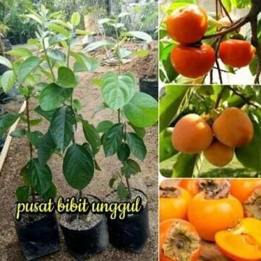 Bibit okulasi buah kesemek jepang | Pohon Kesemek