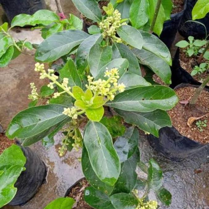 Tanaman Bibit Buah Alpukat Sudah Berbuanga/ Sudah Berbunga