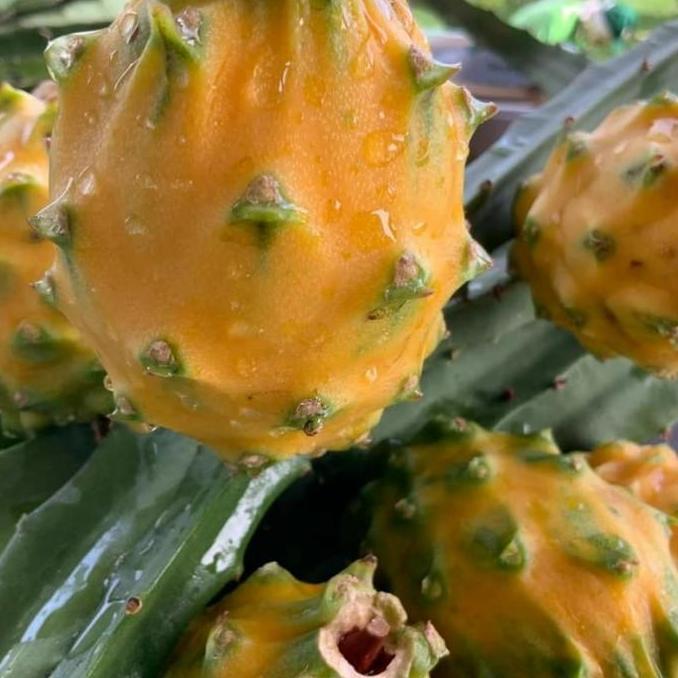 Bibit buah naga kuning palora ekuador fresh stek AB11