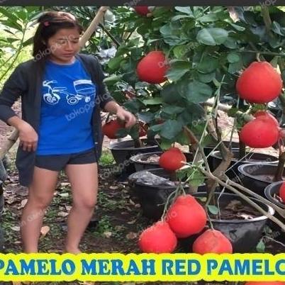 Tanaman Bibit Buah Jeruk Red Pamelo Thailand pamelo merah
