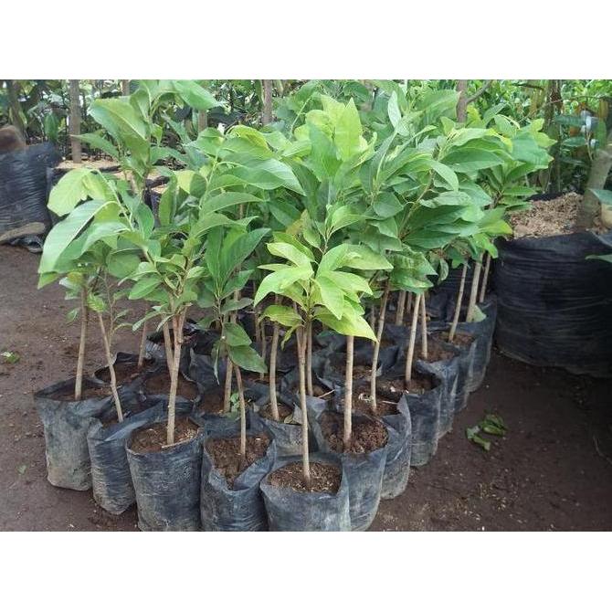 Bibit Tanaman Buah Srikaya Lokal Ja Jumbo