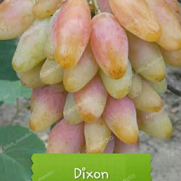 bibit tanaman buah anggur dixon import