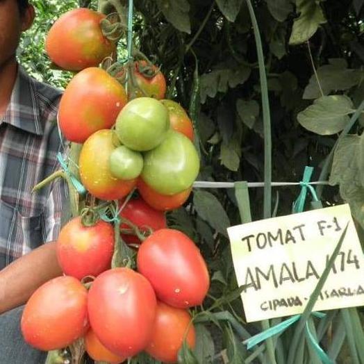 DD 15 Biji - Bibit Buah AMALA 474 F1, taman buah jumbo