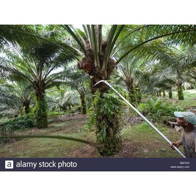 KOREA TECHNOLOGI MESIN PANEN DODOS & EGREK SAWIT PALM HARVEST 2021