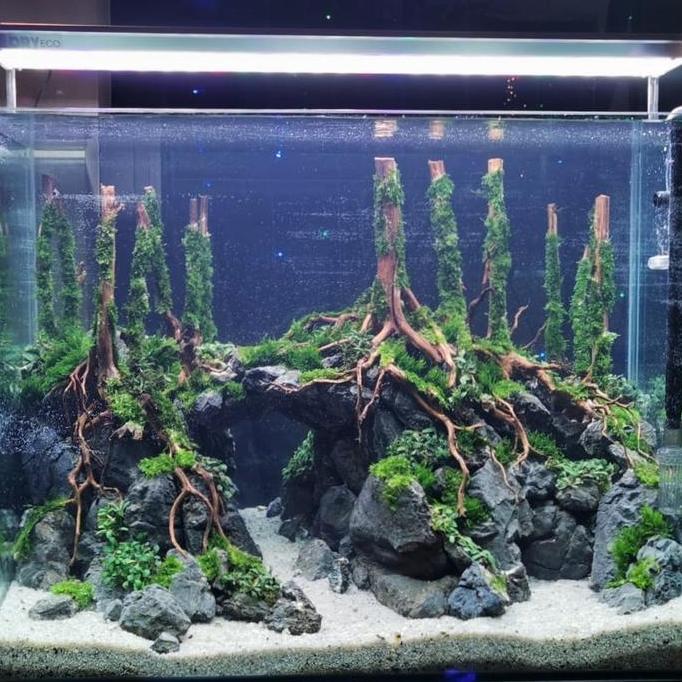 aquascape fullset aquarium