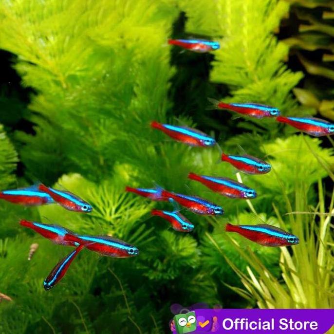 Cardinal Tetra / Ikan Hias Air Tawar / Ikan Hias Aquascape
