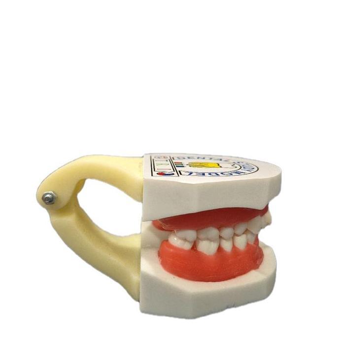 Dental Supply Group Model Gigi Pelatihan Ortho Wax Dental Study Model Typodont Orthodontic Gusi Mala