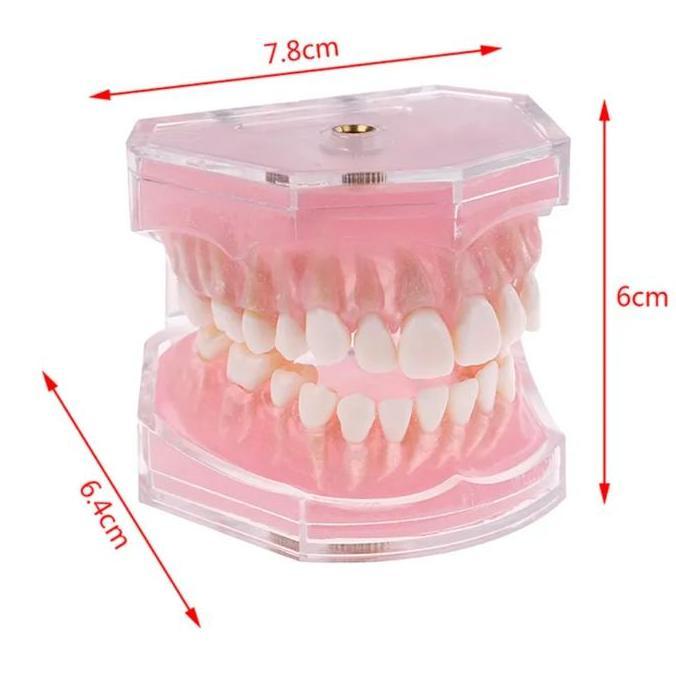 Model gigi Bisa dilepas semua bahan akrilik gusi karet / Typodont gigi