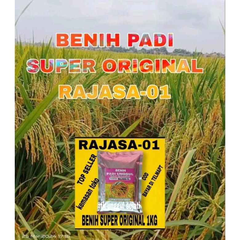 Bisa Cod Benih Padi Rajasa 01 100% Original 1Kg Kemasan Asli Toko >>