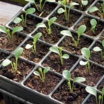 Bisa Cod Pot Tray Semai 50 Lubang/ Lubang Kecil/ Pot Semai/ Pot Semai Benih/Di Baca Ya Diskripsi ...