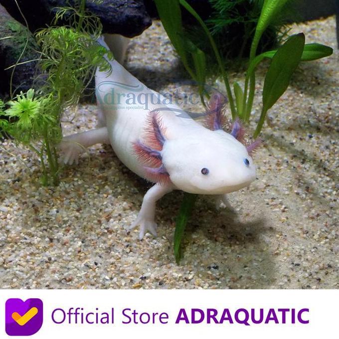 Blebeb- Axolotl Putih Mata Hitam Leucistic White Dogfish Salamander Fish