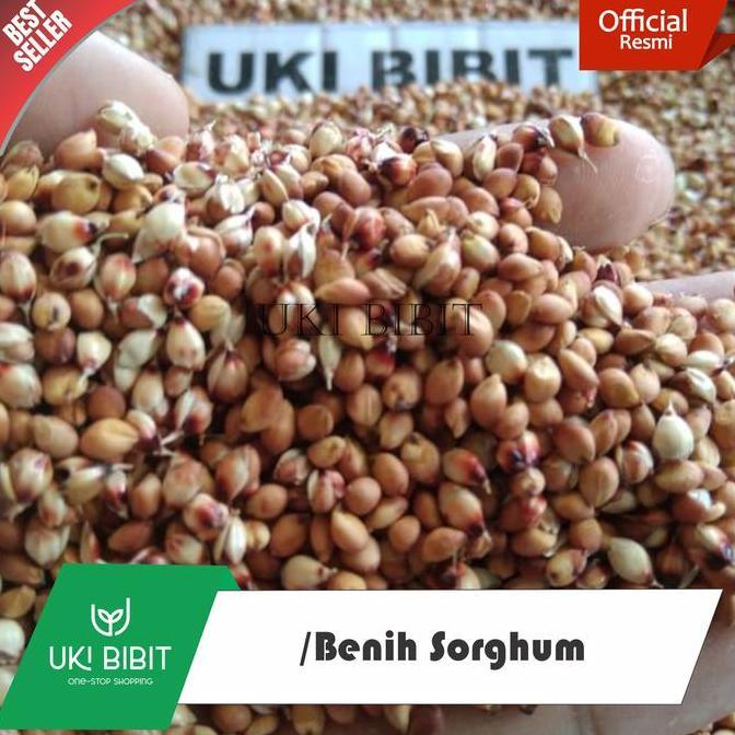 Taman- ( 1 Kg ) Benih Sorghum / Sorgum