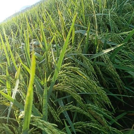 Bisa Cod Benih Padi If 16 Original Ab2Ti Ori Termurah 5Kg Potensi Hasil 14 Ton Original Kualitas Ter