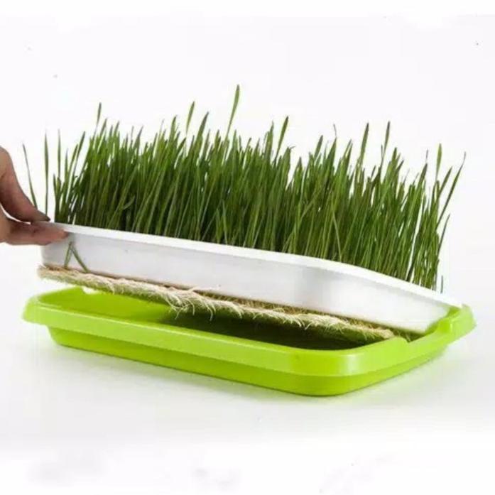 Bisa Cod Tray Semai Microgreen (Tanpa Tutup) - Wadah Semai Tanaman - Tray Semai Hidroponik ...