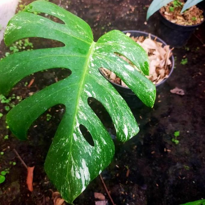 PROMO monstera variegata 1 daun pancing B
