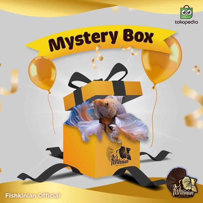 Catbull- Mystery Box Ikan Cupang Fishkinian Official + Perlengkapan Lengkap