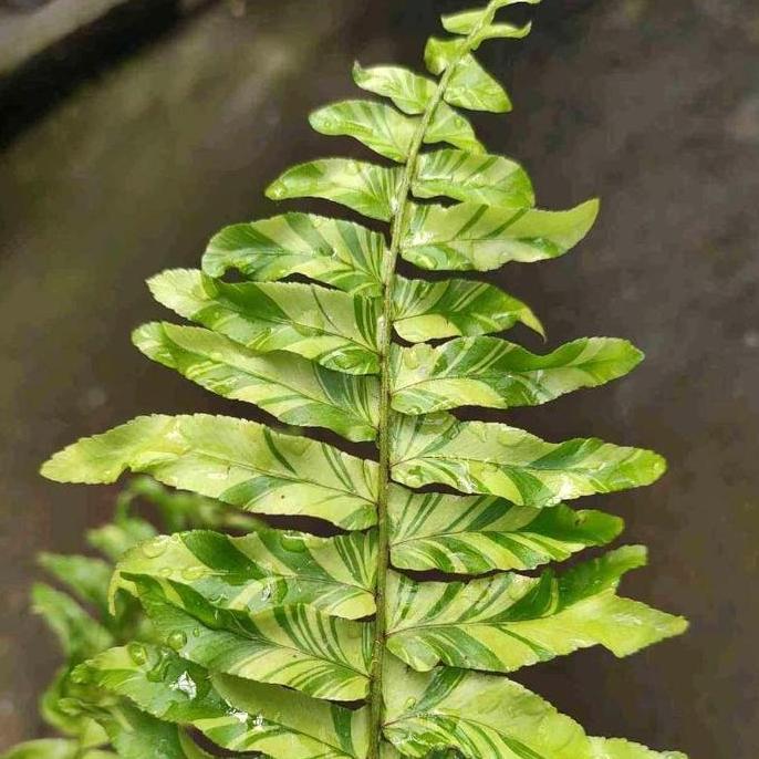 PROMO Tanaman Pakis Boston Variegata