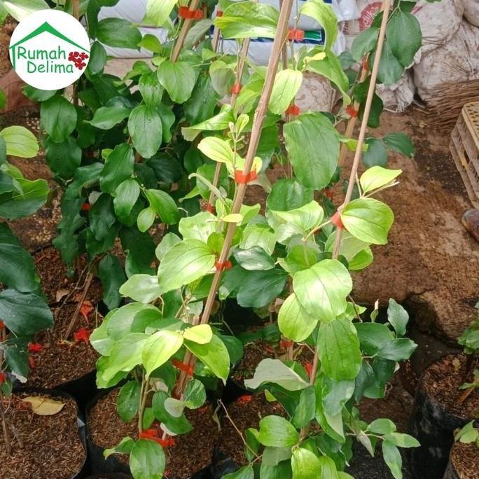 PROMO Tanaman Bidara Apel/Apel Futsa/Bidara Cina