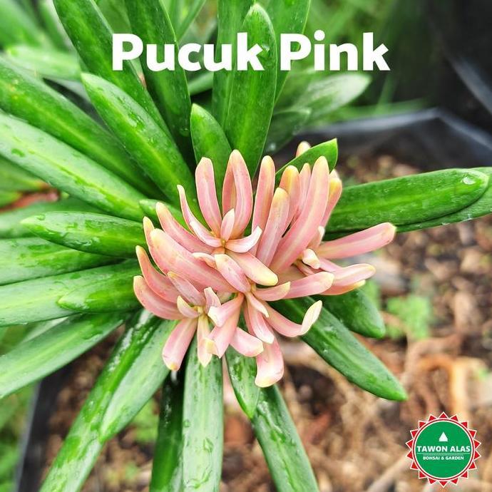 PROMO TANAMAN BONSAI LOHANSUNG, Cincuan Taiwan Air Brush Super Mikro Blue Ice Pink | Tawon Alas