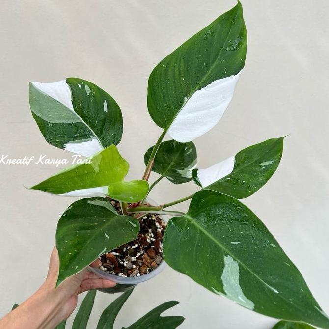 Indah- Tanaman Hias Philodendron White Princess - Philodendron White Princess