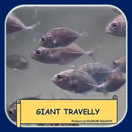 Munashops_corp - IKAN HIAS AIR TAWAR - GIANT TRAVELLY (GT) FRESH WATER