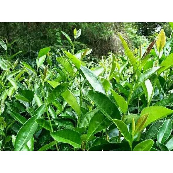 Indah- Bibit Pohon Teh Hijau