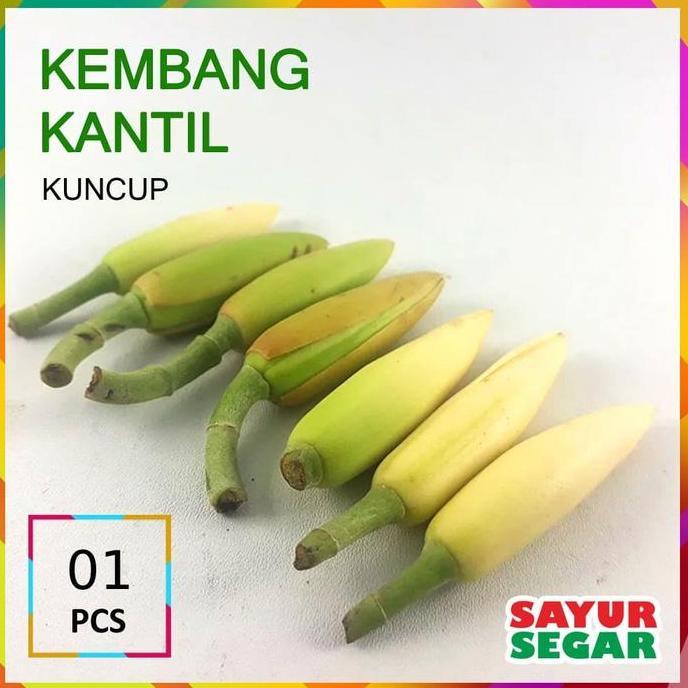 Indah- Bunga / Kembang Kantil Kuncup [1 Pcs]