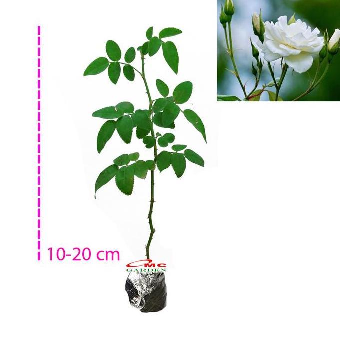 hanya disini] Bibit Mawar Kampung Lokal Bunga Putih Wangi Benih Tanaman Laperan 1020