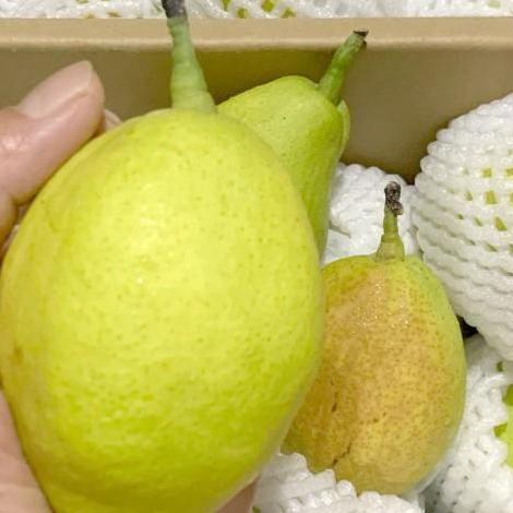 Frutexz- Buah Pear/ Pir Xianglie (1Kg)