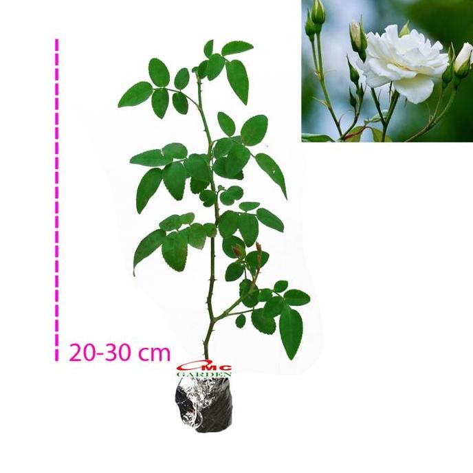 Ready oke] Bibit Mawar Kampung Lokal Bunga Putih Wangi Benih Tanaman Laperan 2030