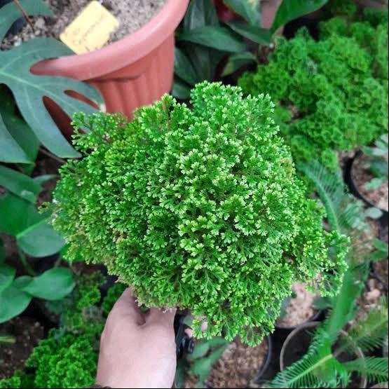 (Ready) Tanaman Hias Lumut Ambon Ande Ande Ambon Indoor Plant Lumut Cakar Ayam Rimbun Bestseller