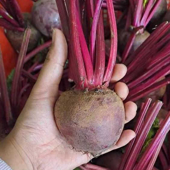 Frutexz- Buah Bit Segar / Beet Fresh / Beet Root/ Bit Merah