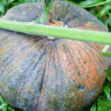 (Terbaru) Bibit Pilihan Labu Parang Sini Suka|Biji Benih Labu Parang Labu Kolak Bestseller