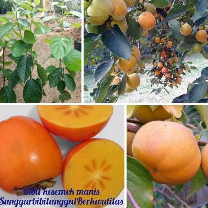 Bibit Tanaman Buah jns (kesemek Jepang) unggul dan Berkwalitas fres FLAS SALE