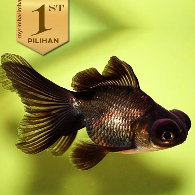 Terlaris Ikan Hias Mas Koki Buldog Hitam Hiasan Aquarium Tanaman Air / Kolam