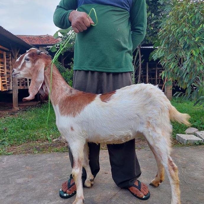 Terlaris Kambing Betina Premium / Kambing Aqiqah / Kambing Qurban / Kambing Mur