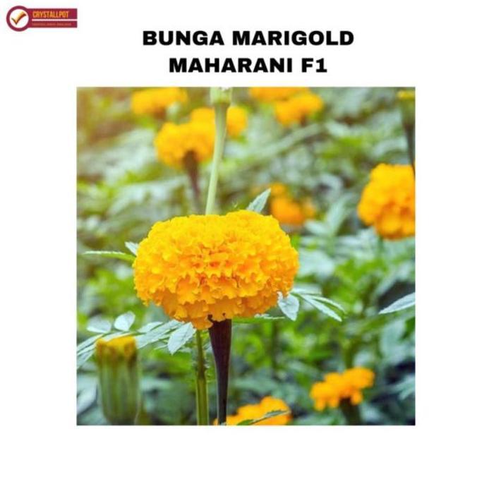 Gardensw- Benih Bibit Bunga Marigold Maharani F1 Cap Panah Merah - Maharani F1