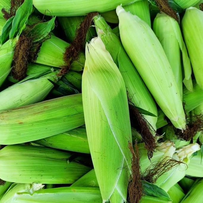 Sayuroi- Jagung Manis Besar Utuh 1 Kg