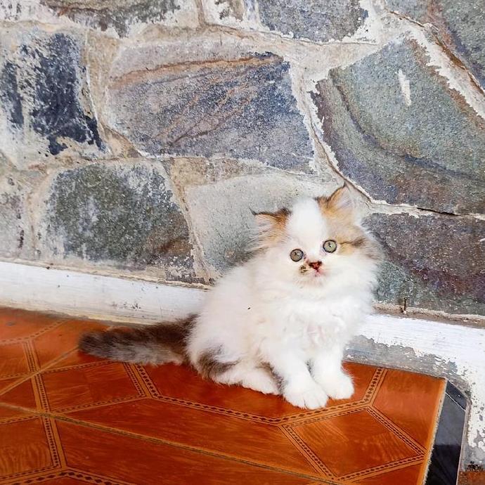 Grade Ori Makanan Kucing   Jantan 2,5 Bulan Warna Bicolour Cream White Jenis Persia Flatnose More In