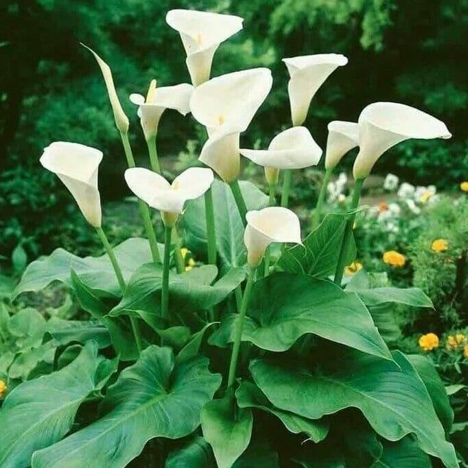 Allthebest- tanaman hias calla lily