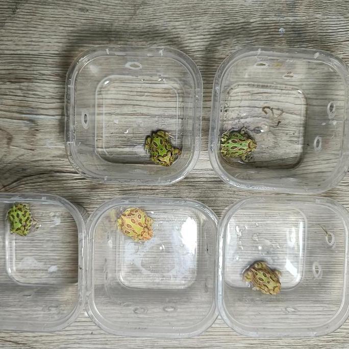 Pacman Frog atau Kodok Pacman