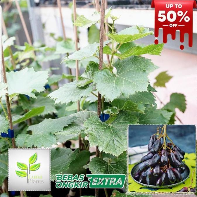 Tmn- Bibit Buah Anggur Import - Bibit Anggur Moondrop