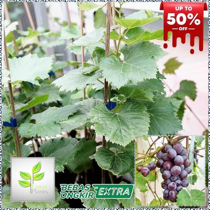 Tmn- Bibit Buah Anggur Import - Bibit Anggur Jupiter