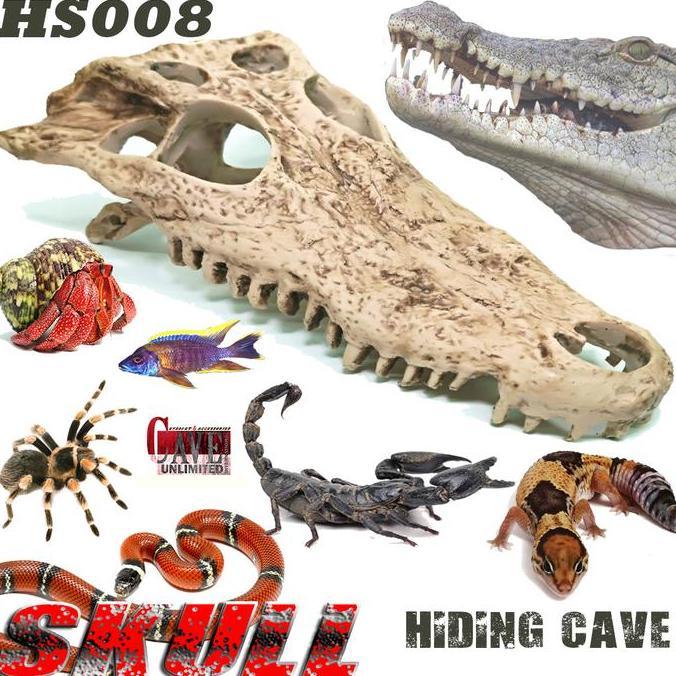 NEW TENGKORAK BUAYA CROCODILE HS008 HIDING CAVE SKULL SKELETON REPTILE