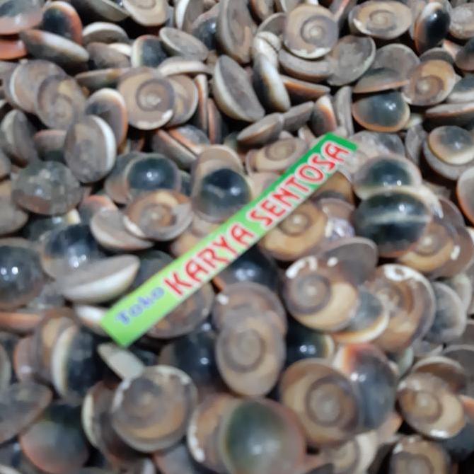 Ready keong buntet alam murah