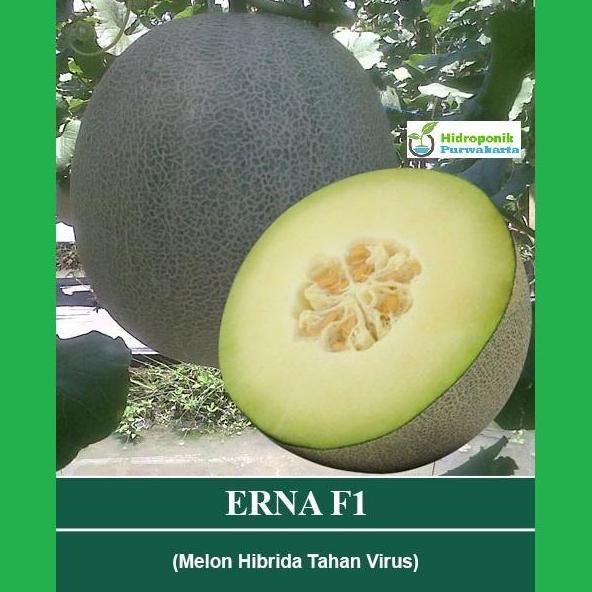 Benih Melon ERNA F1 Tahan Gemini Virus Semi Oval Mutiara Bumi 40 Butir