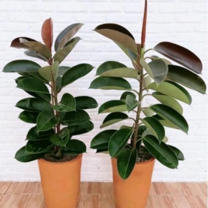 Tanaman Hias karet Kebo  Daun Tebal Tanaman Indoor Outdoor