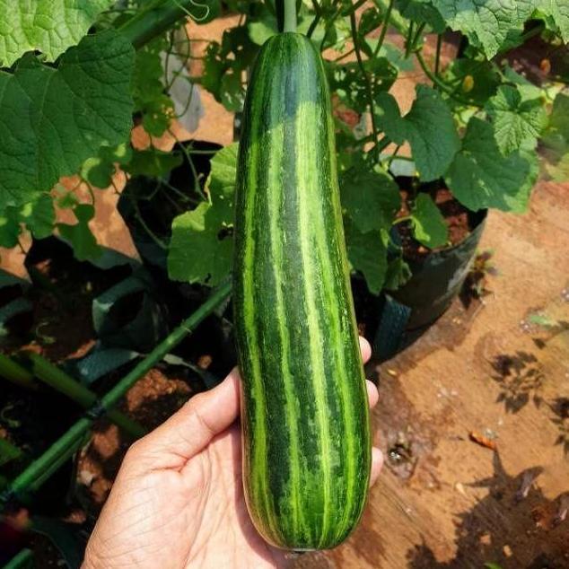 Kemasan Original | Benih Biji Timun Krai | Timun Kray | Timun Lalap Krai | Mentimun Krai